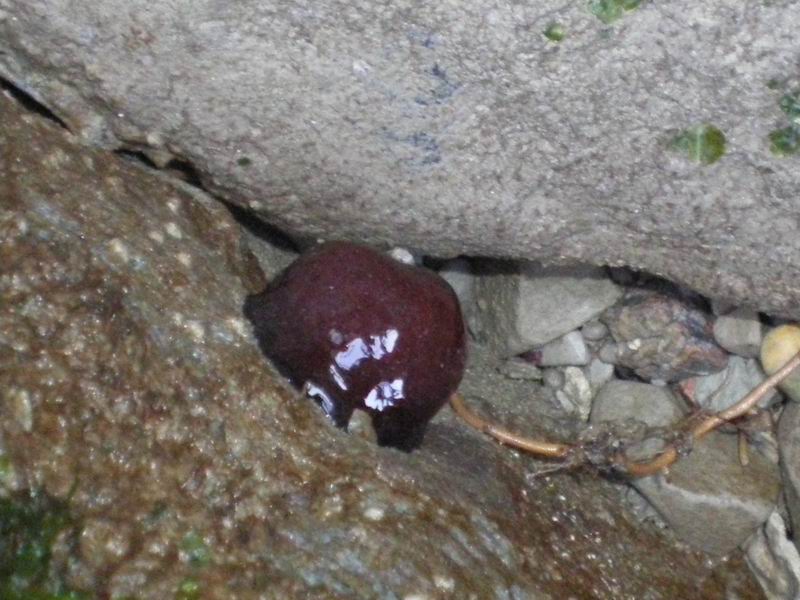 Actinia equina